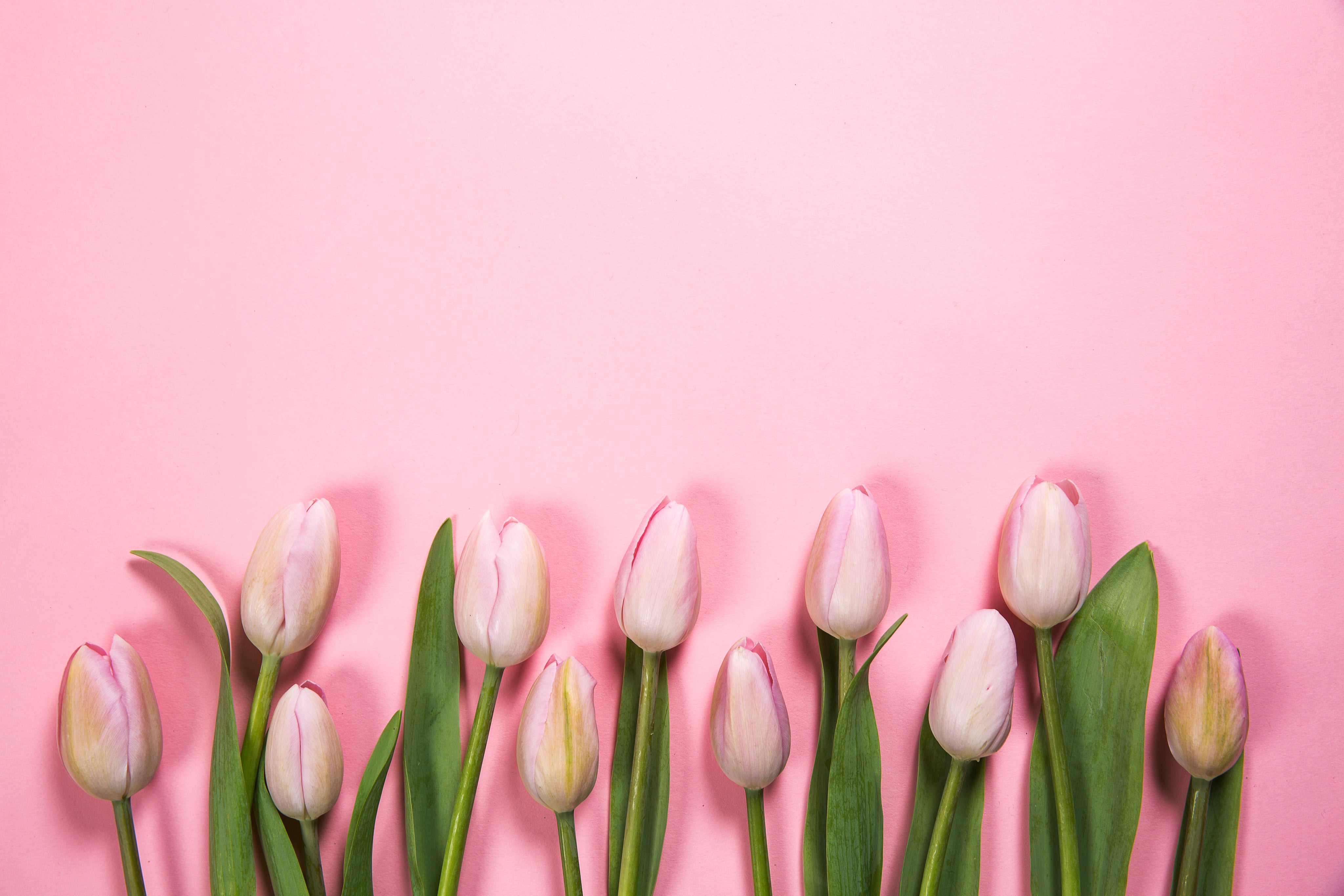 pink-spring-flowers.jpg
